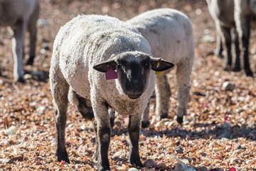 Sheep in a Pasture Eating Onions
