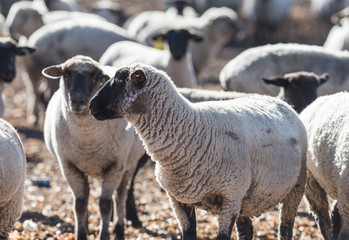 Sheep in a Pasture Eating Onions