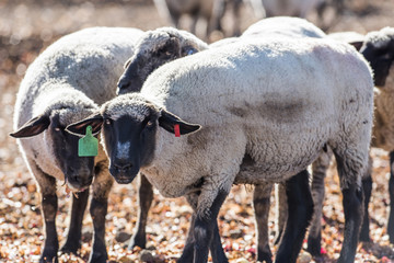 Sheep in a Pasture Eating Onions