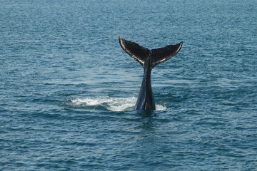 A young Humpback whale (Megaptera novaeangliae) waves its tail f
