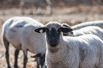 Sheep in a Pasture Eating Onions