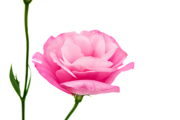 Fototapeta premium eustoma flower