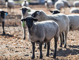 Sheep in a Pasture Eating Onions