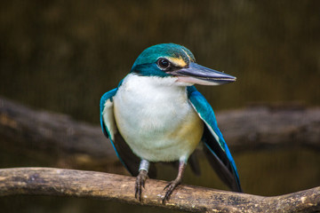 Rar Ice Bird