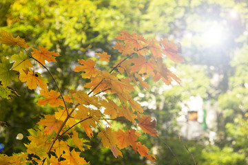 Yellow maple leaves in sunny Autumn bokeh background