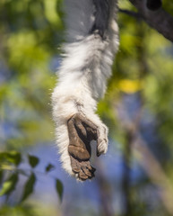 Leg of Dancing Sifaka closeup. Madagascar. An excellent illustration.