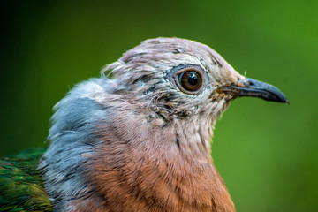 Pigeon in green Background