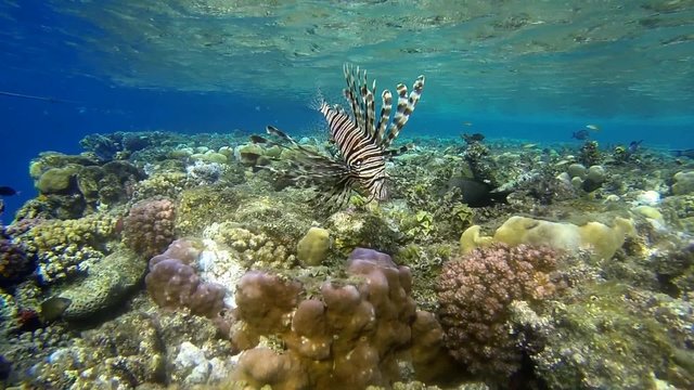 rotfeuerfisch schwebt am bunten korallenriff 
