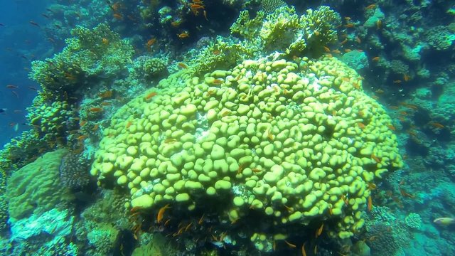 schoene bunte korallen im roten meer
