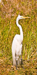 White Egret wading in swamp of Big Cypress National Peserve, FL