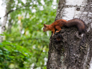 red squirrel on a tree