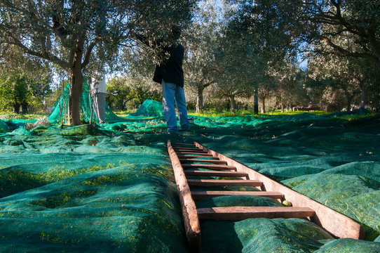 Wooden ladder on an olive net during harvest time