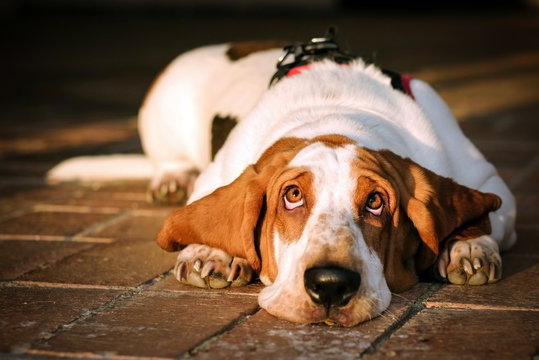 cute and sweet basset