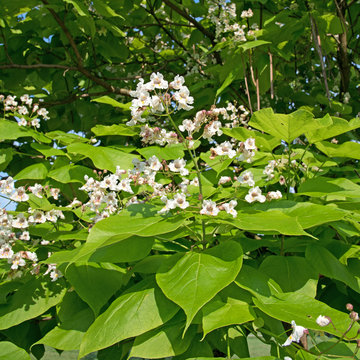 Bohnenbaum - Katalpa