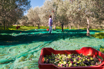 Red fruit box full of just picked olives and pickers at work
