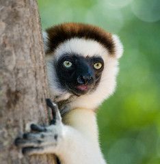 Portrait dancing Sifaka. close-up. Madagascar. An excellent illustration. © gudkovandrey