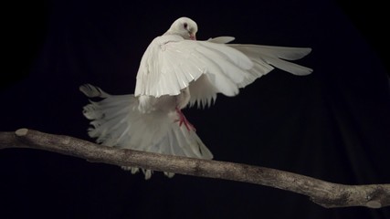 White bird landing on branch shooting with high speed camera, phantom flex