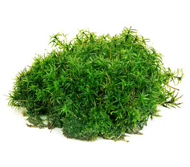 Beautiful green moss close-up isolated on a white background.