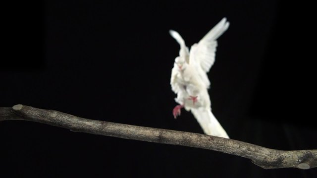 White bird landing on branch shooting with high speed camera, phantom flex