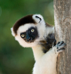 Portrait dancing Sifaka. close-up. Madagascar. An excellent illustration.