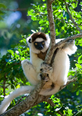 Dancing Sifaka sitting on a tree. Madagascar. An excellent illustration.