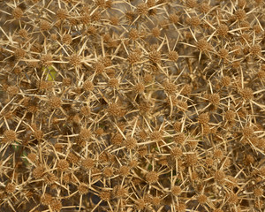 Close-up of dried field eryngo plant as background.