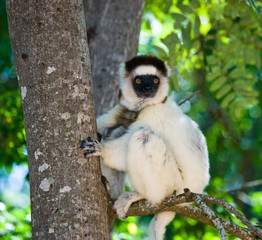 Dancing Sifaka sitting on a tree. Madagascar. An excellent illustration.
