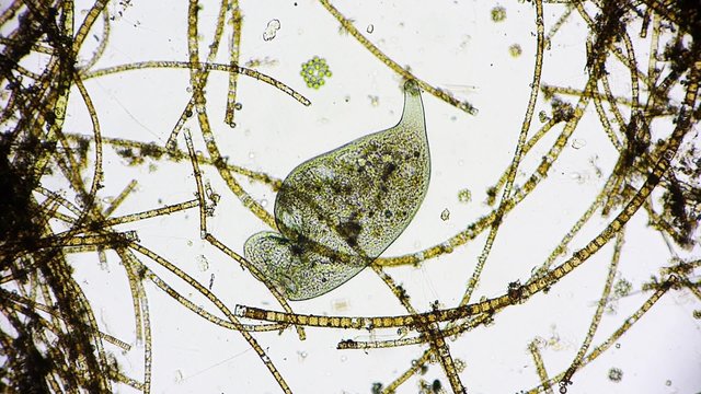 Mikroorganismus unter dem Mikroskop - Mikrokosmos - 1080p Full HD