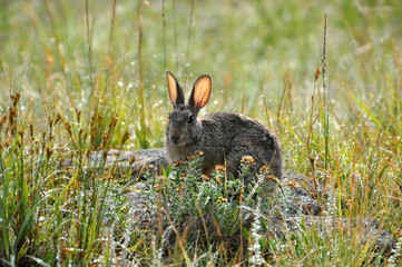 Cottontail rabbit backlit in wet field