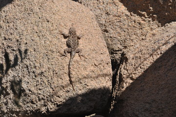 Lizard sunbathing on rock in Southwest Arizona