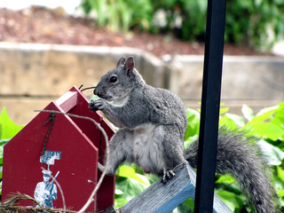 Gray Squirrel eating acorn