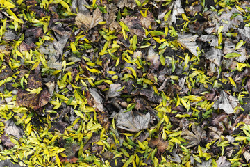 Background group autumn yellow leaves.