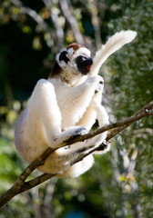 Dancing Sifaka sitting on a tree. Madagascar. An excellent illustration.