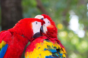 parrot bird