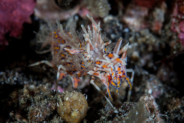 Naklejka na ściany i meble Spiny Tiger Shrimp on Indonesian Reef