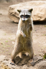 Raccoon