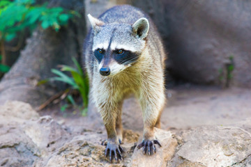 Raccoon