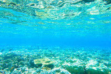 Fototapeta na wymiar Tranquil underwater
