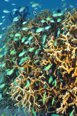 Fototapeta na wymiar School of various coral fish around hard coral block.