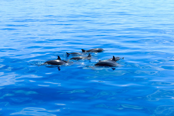 Naklejka premium dolphins