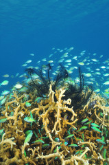 School of coral fish and black feather stars around hard coral block.