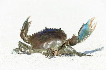 crab on beach