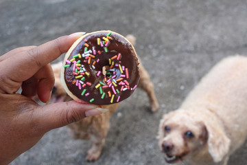 Chocolate donut with dog