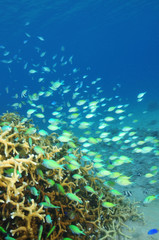 School of green coral fish around hard coral block.