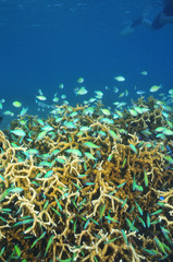 Fototapeta na wymiar School of green coral fish around hard coral block.
