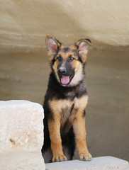 Beautiful puppy dog Shepherd
