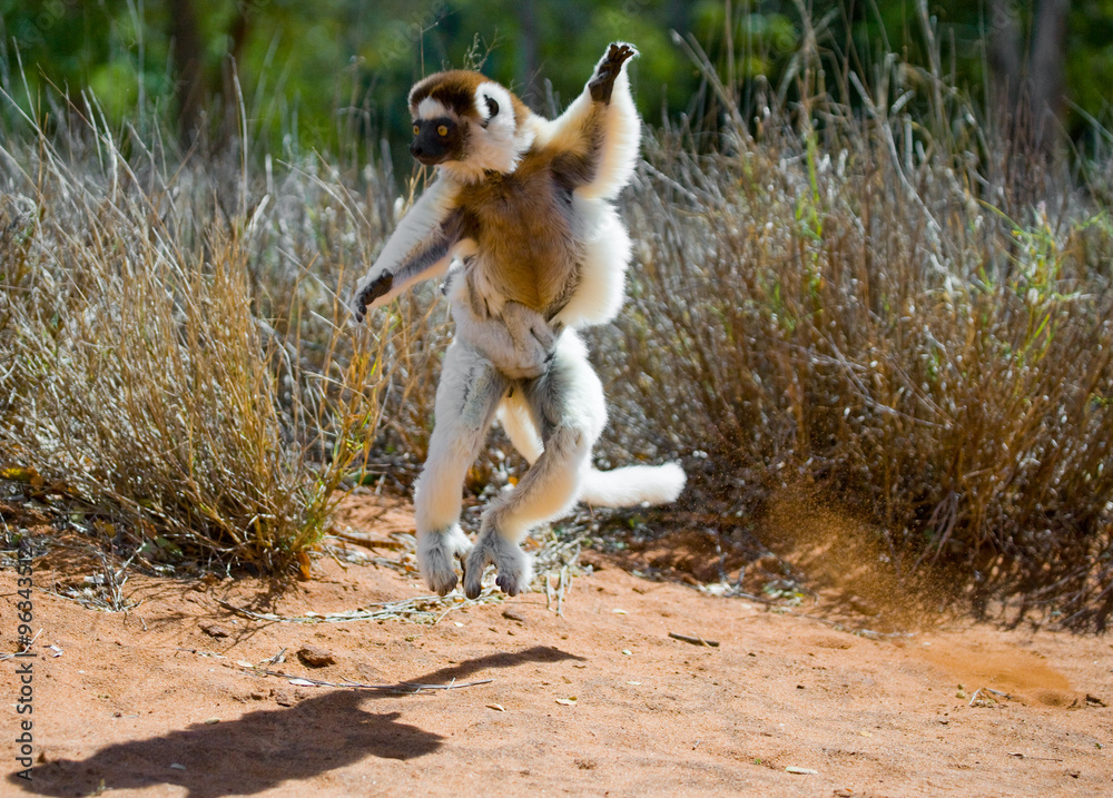 Wall mural Dancing Sifaka jumping. Madagascar. An excellent illustration.