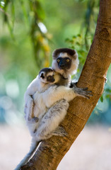 Dancing Sifaka sitting on a tree. Madagascar. An excellent illustration.