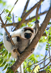 Obraz premium Dancing Sifaka sitting on a tree. Madagascar. An excellent illustration.