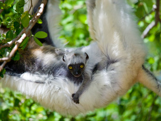 Portrait of a baby dancing Sifaka. Madagascar. An excellent illustration.